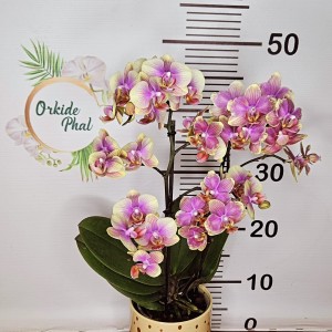 Phalaenopsis multiflora sara blash